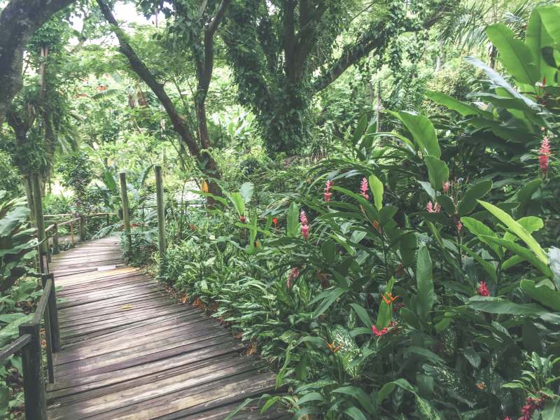 walkway lined with tropical flowers at the garden of the sleeping giant in fiji - things to do in nadi