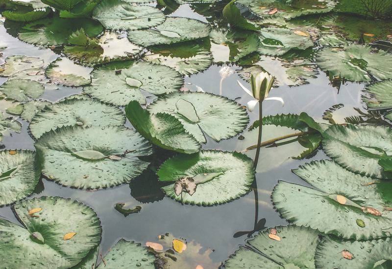 lily pond at garden of the sleeping giant in fiji