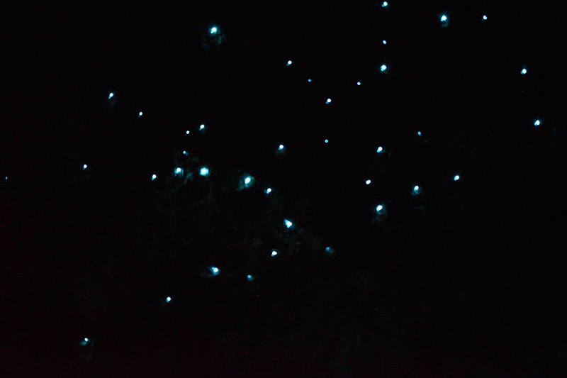 arachnocampa luminosa in caves in new zealand look like the night sky