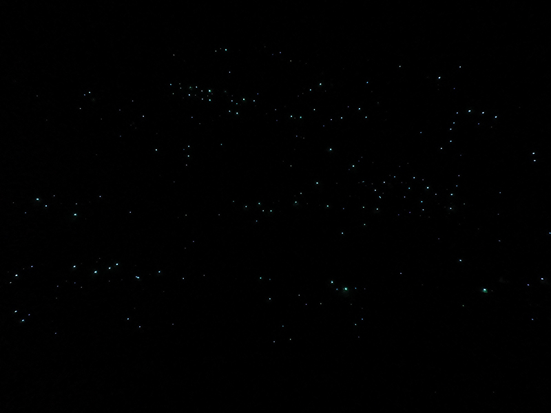 glow worms light is bioluminescent light on the cave wall