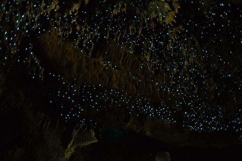 inside a glowworm cave, the bioluminescent light of the glowworm looks like the night sky