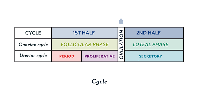 phases of the menstrual cycle