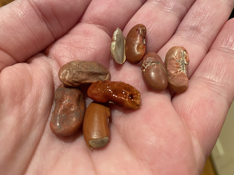 Examples of the kind of beans to pick out of the bag before soaking