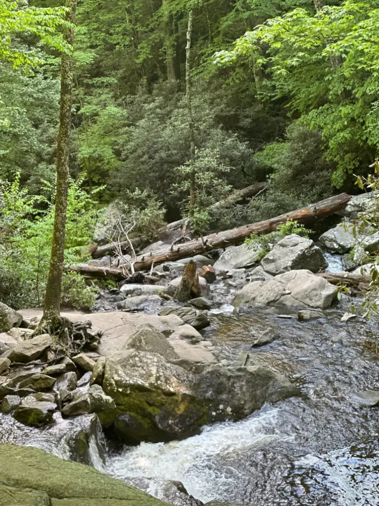 A tranquil forest scene featuring a flowing stream surrounded by rocks and dense greenery. A fallen tree trunk lies across the stream, adding to the natural, untouched beauty of the landscape.